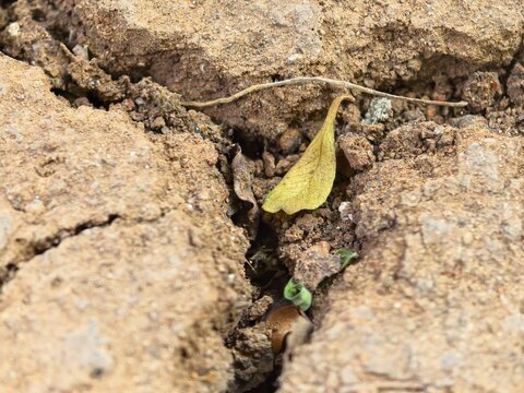 Close-up of a withered leaf lodged in a dry season soil crack