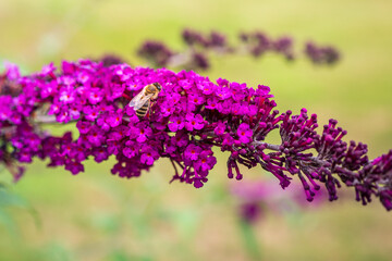 Honey bee collecting nectar on purple butterfly bush flowers, close up of pollinating insect on blooming Buddleja davidii in summer. © Marek