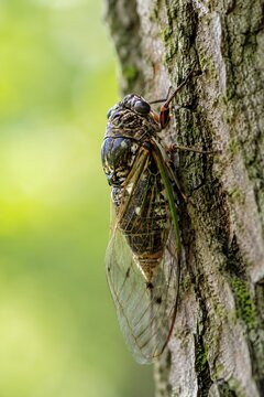 Detailed photography of a cicada and tree bark
