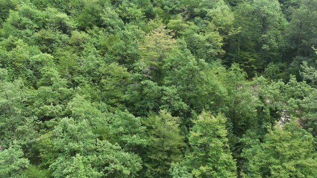 Chioma forestale ricca e densa con alberi di diverse specie, fogliame verde e vegetazione stratificata
