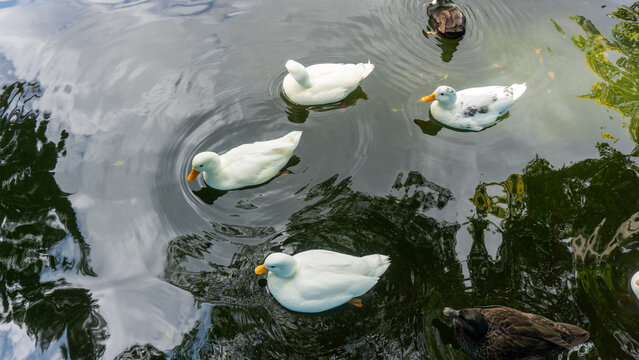 Speckled white domestic drake duck swimming on calm water with clear reflection