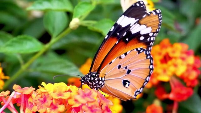 Orange plain tiger butterfly resting on lantana flowers