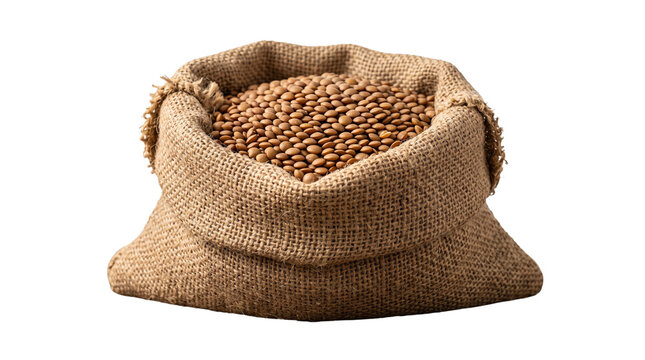 Rustic burlap sack filled with brown lentils, organic legume seeds in a hessian bag, dry pulses for healthy cooking isolated on white background