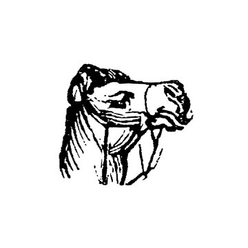 Camel head in harness with bridle and tassel, old vintage illustration, 1897.