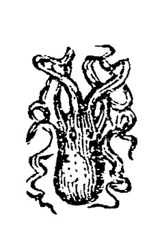 Cephalopod with curling tendrils extending from a central stalk, old vintage illustration, 1897.