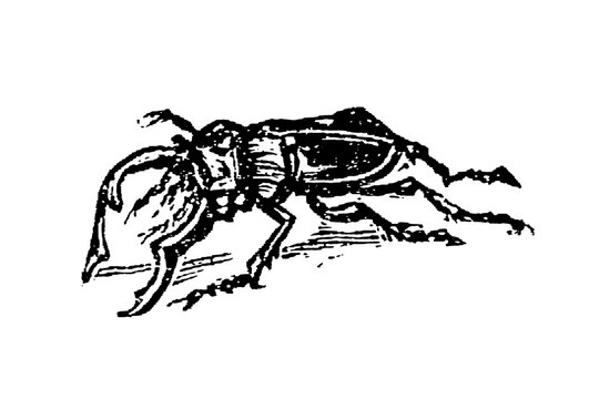 Stag beetle side view with structured body and detailed legs, old vintage illustration, 1897.