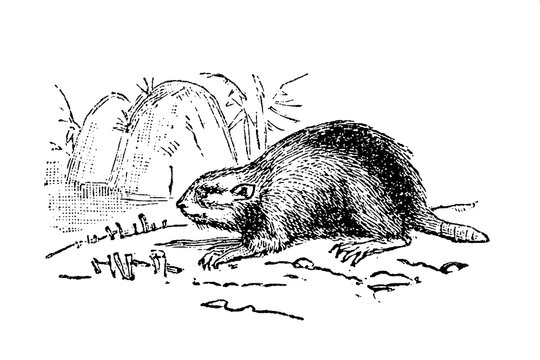 Beaver near a riverbank with dense fur and flat tail, old vintage illustration, 1897.