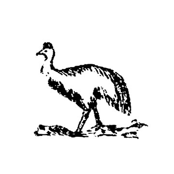 Silhouette of a cassowary standing on uneven ground, old vintage illustration, 1897.