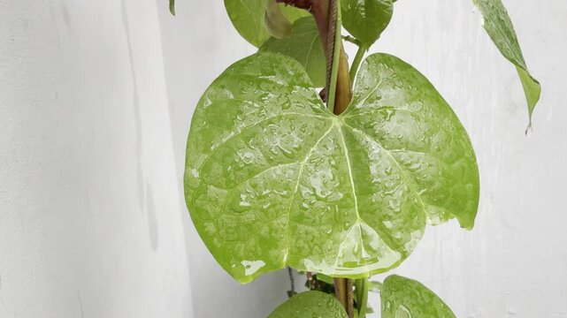Green heart shaped vine leaves glistening with moisture droplets in this slow motion video clip showcasing botanical plant growth patterns