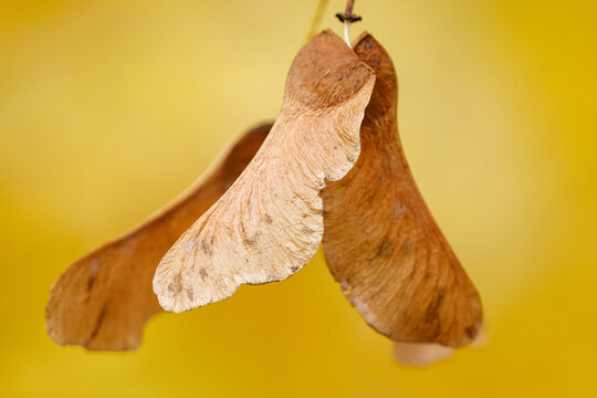 Delicate maple seed with winged structure
