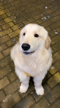 A cute Golden Retriever puppy with a fluffy coat looking up with an eager expression