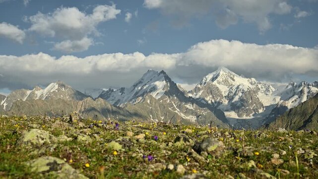 Scenic mountain landscape with blooming wildflowers and snow-capped peaks