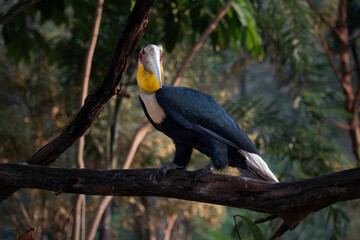 A magnificent wild Wreathed Hornbill (Rhyticeros undulatus) perching and stretching its wing on a tree branch in its natural tropical forest habitat. © Riadi