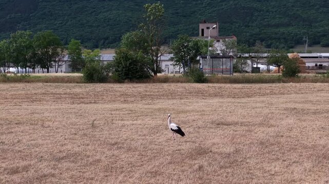 A lone white stork stands in a vast, dry golden meadow with a rustic bus stop and hills in the background.