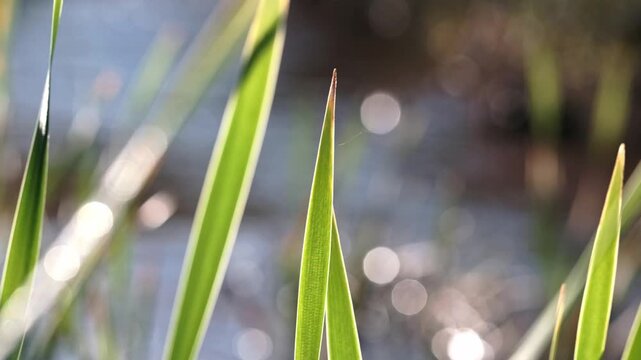 An out of focus river glistening and shining in the sun as it gently flows with reeds in focus