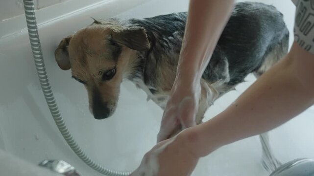 A woman washes small obedient dog in the bathtub