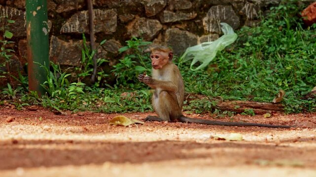 A toque macaque monkey sits on red earth beside a mossy stone wall in Sri Lanka, eating food held in its hands among green tropical vegetation.