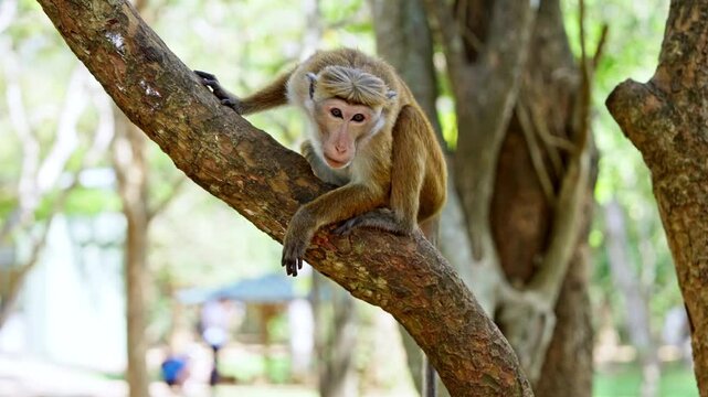 A toque macaque monkey climbs along the sloping trunk of a tree in a shady park in Sri Lanka, pausing to look around with alert and curious eyes.