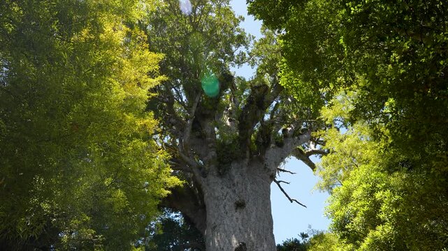 Tane Mahuta fills the frame as a slow handheld tilt reveals the ancient giant kauri from canopy to forest floor.