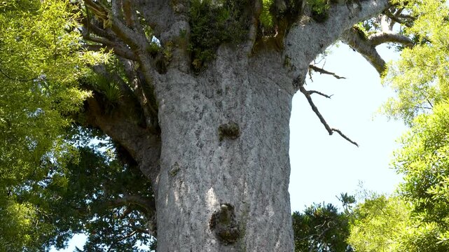 Tāne Mahuta, the giant kauri tree in Waipoua Forest, Northland, New Zealand, showcasing its immense trunk and towering canopy in native forest, handheld downward reveal
