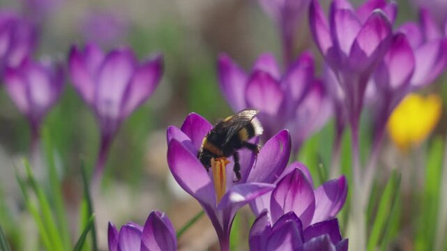Bumblebee collecting nectar and pollen from blooming crocus flowers in early spring