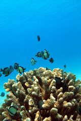 Minimal underwater scene with coral reef and fish, wide blue ocean background © bongoman