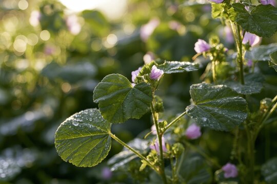 Soft-focus photograph of a low-growing wild weed with textured leaves