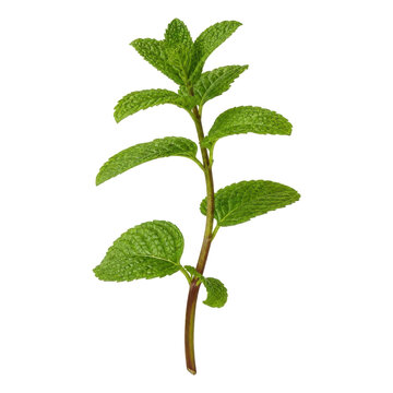 A fresh green mint sprig isolated on a transparent background, showcasing detailed leaf texture, perfect for culinary and herbal design projects.