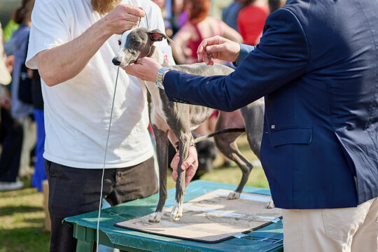 Two people work on grooming a greyhound at a dog show in a park. Many spectators watch the activity and enjoy the event outdoors on a sunny day