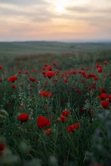 Red Poppy Flowers Glowing in Warm Evening Sunset Light. Cinematic Meadow. © Elina Leonova