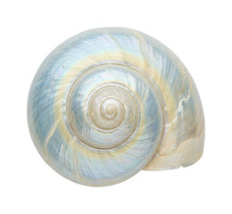 Pearl shell png Spiral shell cutout Iridescent shell png Nautilus shell cutout Marine shell png Shiny shell cutout White shell png Natural isolated transparent background image © maruf