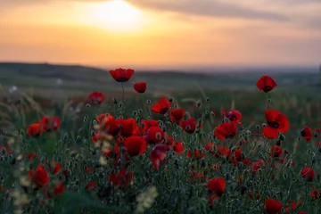 Red Poppy Flowers Glowing in Warm Evening Sunset Light. Cinematic Meadow  © Elina Leonova