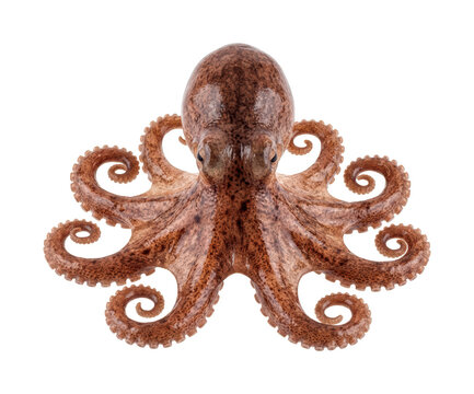 Speckled octopus png realistic octopus cutout brown octopus png marine octopus cutout detailed octopus png curled octopus cutout isolated transparent background image