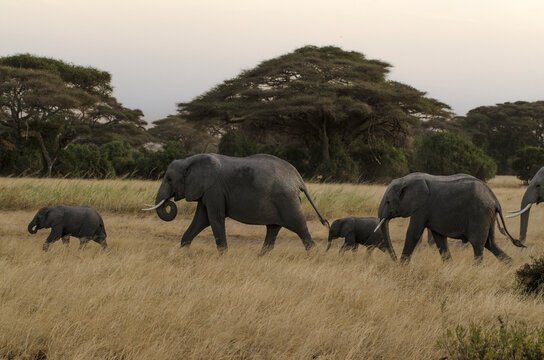 Elephant d'Afrique,  Loxodonta africana, parc national d'Amboseli, Kenya, Afrique de l'Est