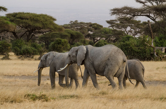 Elephant d'Afrique,  Loxodonta africana, parc national d'Amboseli, Kenya, Afrique de l'Est