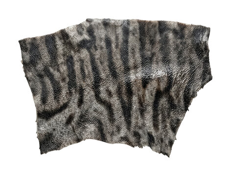 Textured stingray leather png exotic stingray leather cutout bumpy shagreen leather png patterned ray skin cutout luxury stingray leather isolated transparent background image