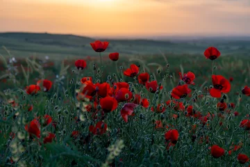 Red Poppy Flowers Glowing in Warm Evening Sunset Light. Cinematic Meadow © Elina Leonova