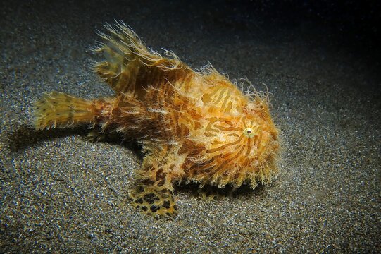 Cute strange tropical fish. Hairy frogfish (Antennarius striatus) on the sandy seabed. Underwater creature in the night. Scuba diving with sea animal in the murky dark ocean. Underwater travel photo.