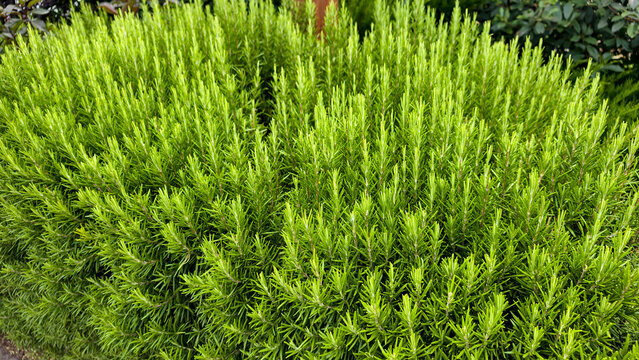 Rosemary herb bushes growing densely in a vibrant green garden, providing fresh, aromatic foliage for culinary use and creating a natural, healthy background texture