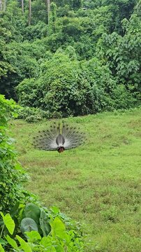 A Majestic Peacock Dancing in the Rain 🦚🌧️
