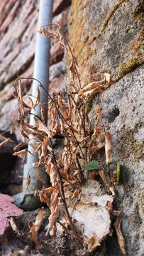 Dead dry brown plant with withered leaves growing against a rough stone wall.