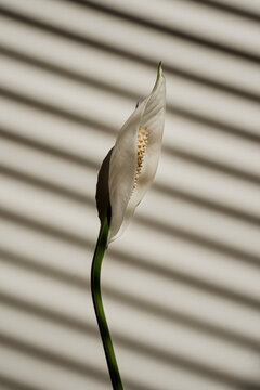 Single White Peace Lily Flower Under Window Blind Shadows On Neutral Surface