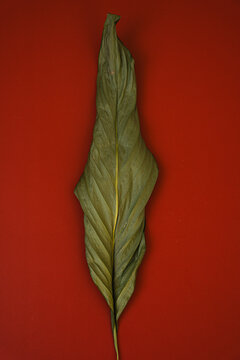 Minimalist Flat Lay Of Dried Peace Lily Leaf Centered On Crimson Surface