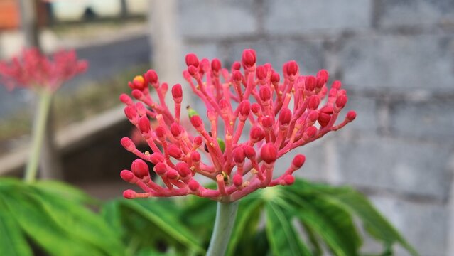 Close up of vivid pink and red flower buds of a Jatropha multifida or coral plant.