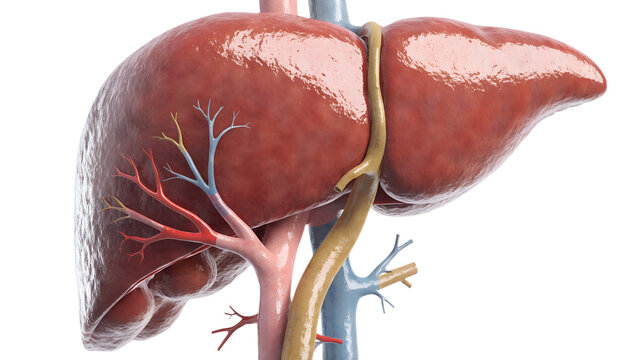 Human Liver Anatomy 3D Illustration with Blood Vessels and Bile Duct Isolated on White Background