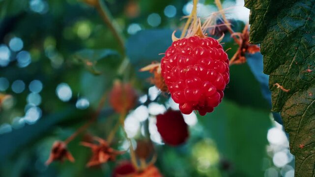 Macro close up of single red raspberry fruit hanging on green leafy branch during sunny summer day in garden.