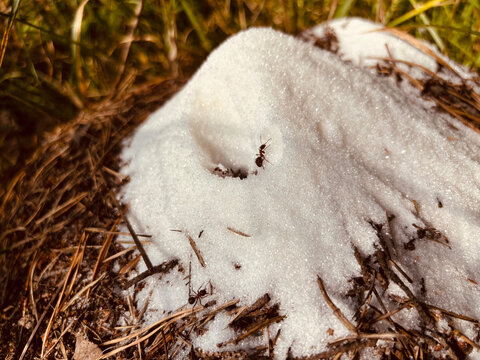 Sugar on an anthill. The concept of feeding insects in the wild.