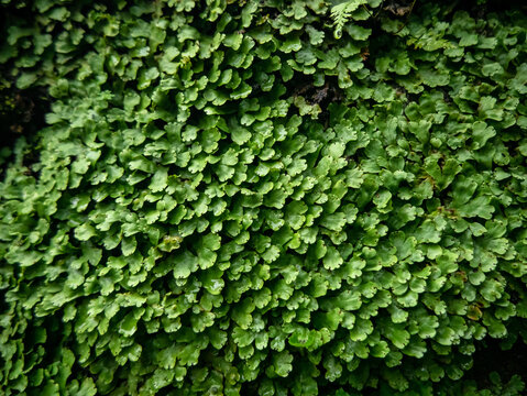 macro texture of Green Liverwort Growing on Moist Stone Wall
