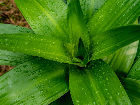 Fresh Pandan Leaves with Rain Droplets in Tropical Garden
