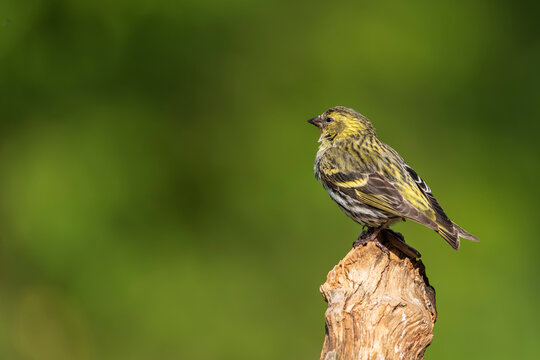 Eurasien siskin (Spinus spinus) in the wild